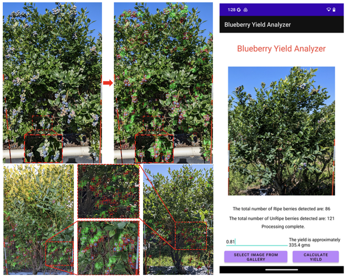 Blueberry Yield Prediction